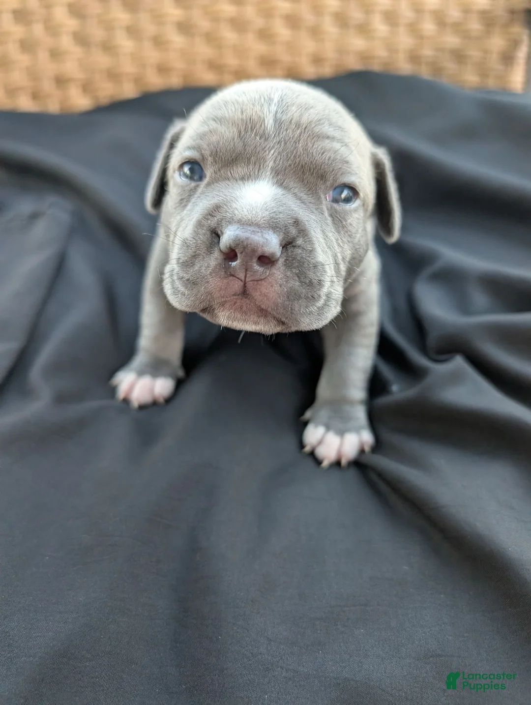 American Bully dogs for sale: American Bully 7 - Ad 12