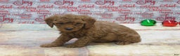 Goldendoodle dogs for sale: Mini Gemma - Ad 9