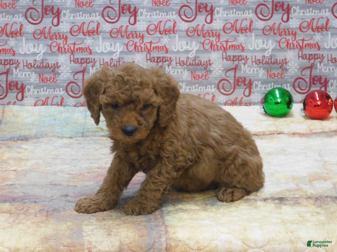 Goldendoodle dogs for sale: Mini Gemma - Ad 9