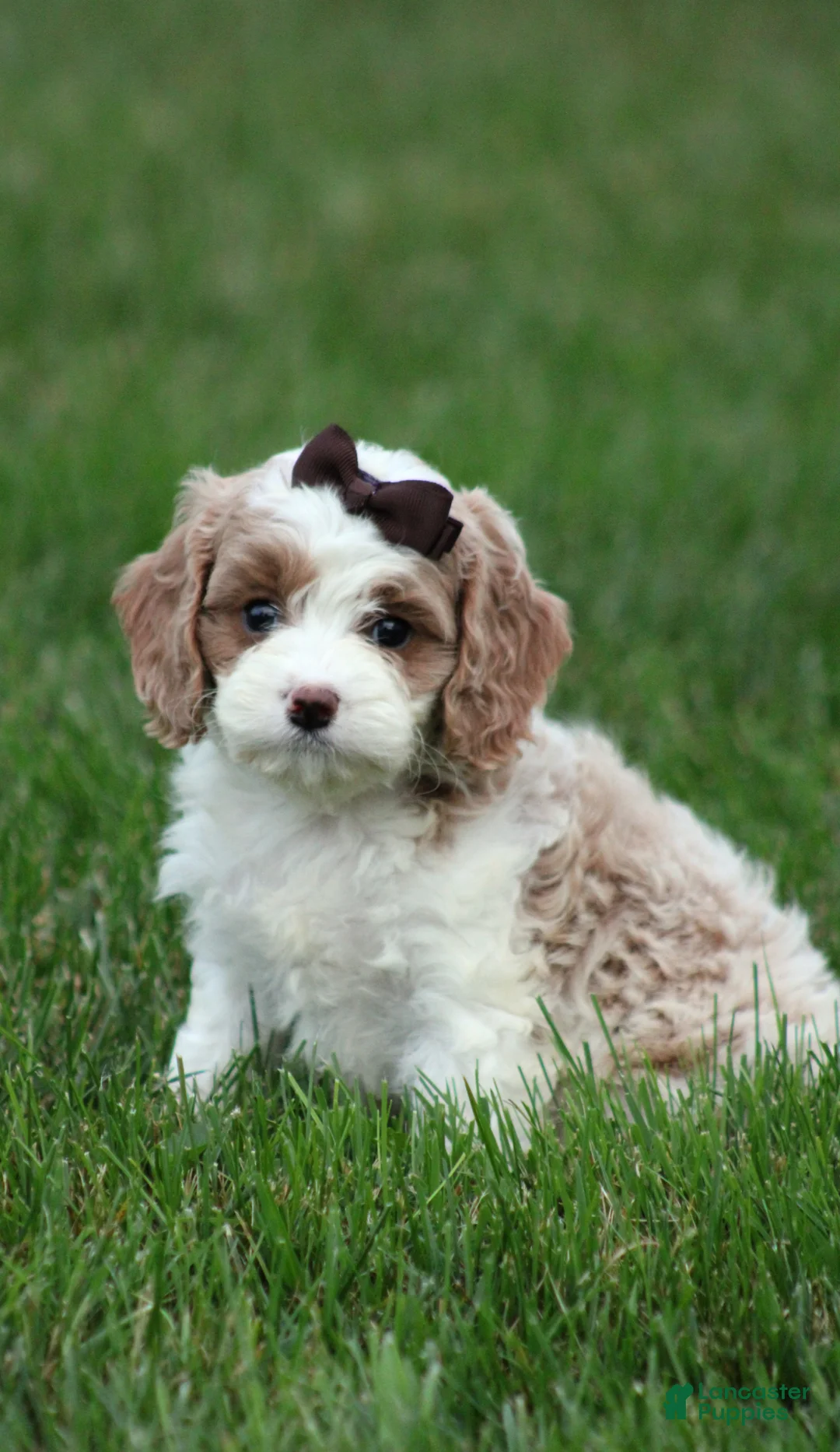 Cavapoo dogs for sale: Bella - Ad 2
