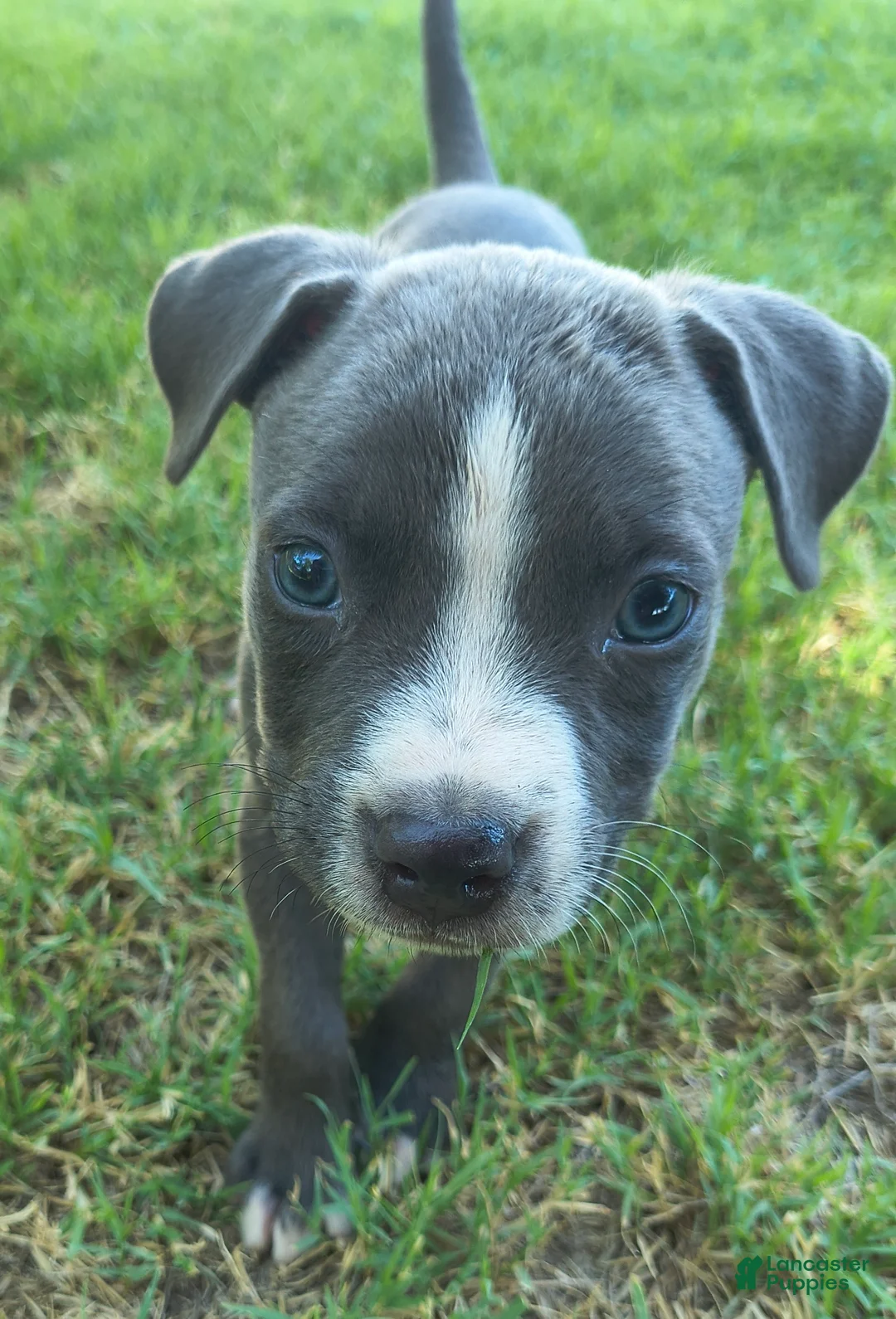 American Pit Bull Terrier dogs for sale: Domino - Ad 2
