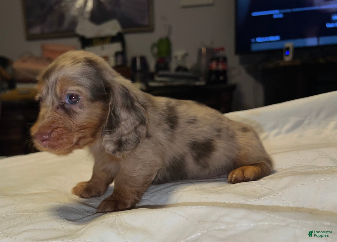 Miniature Dachshund dogs for sale: Miniature Dachshund Puppy 1 - Ad 10