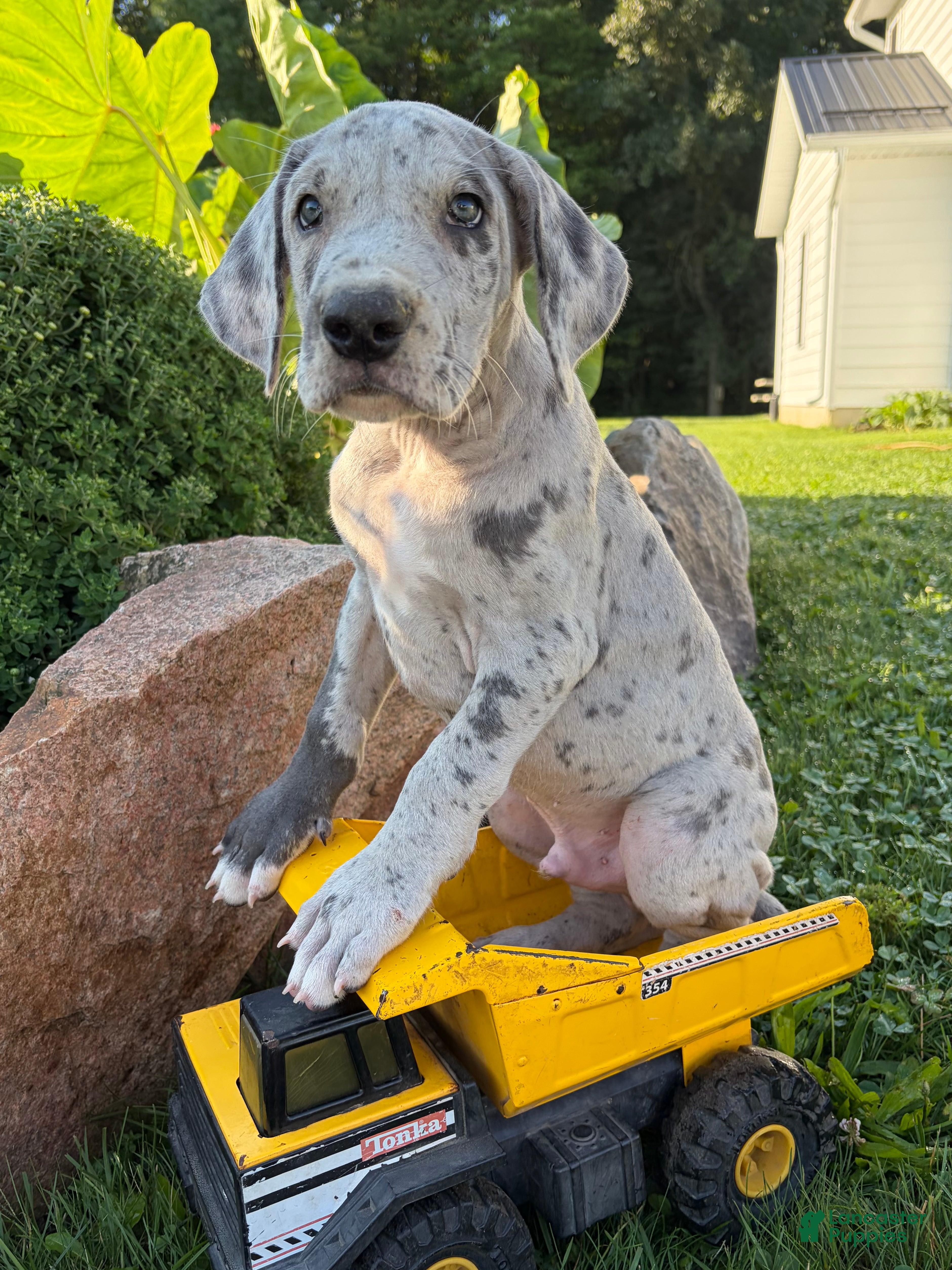 Great Dane dogs Emmett - Ad 1