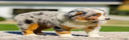 Miniature Australian Shepherd dogs for sale: Hattie - Ad 5