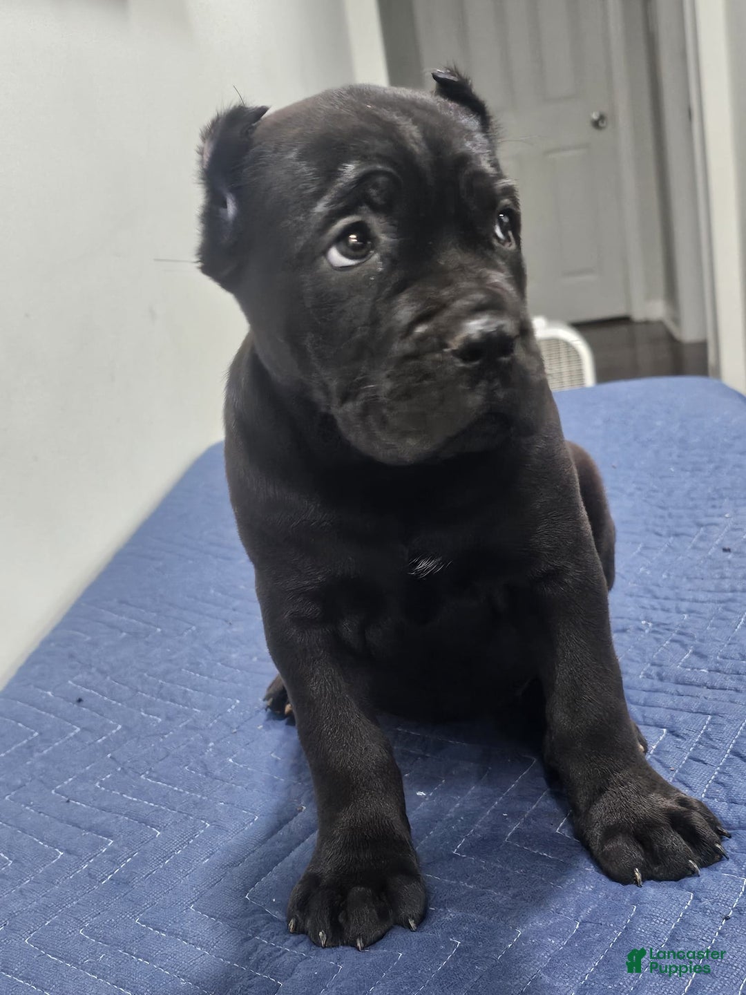 Cane Corso dogs for sale: CANDY - Ad 4