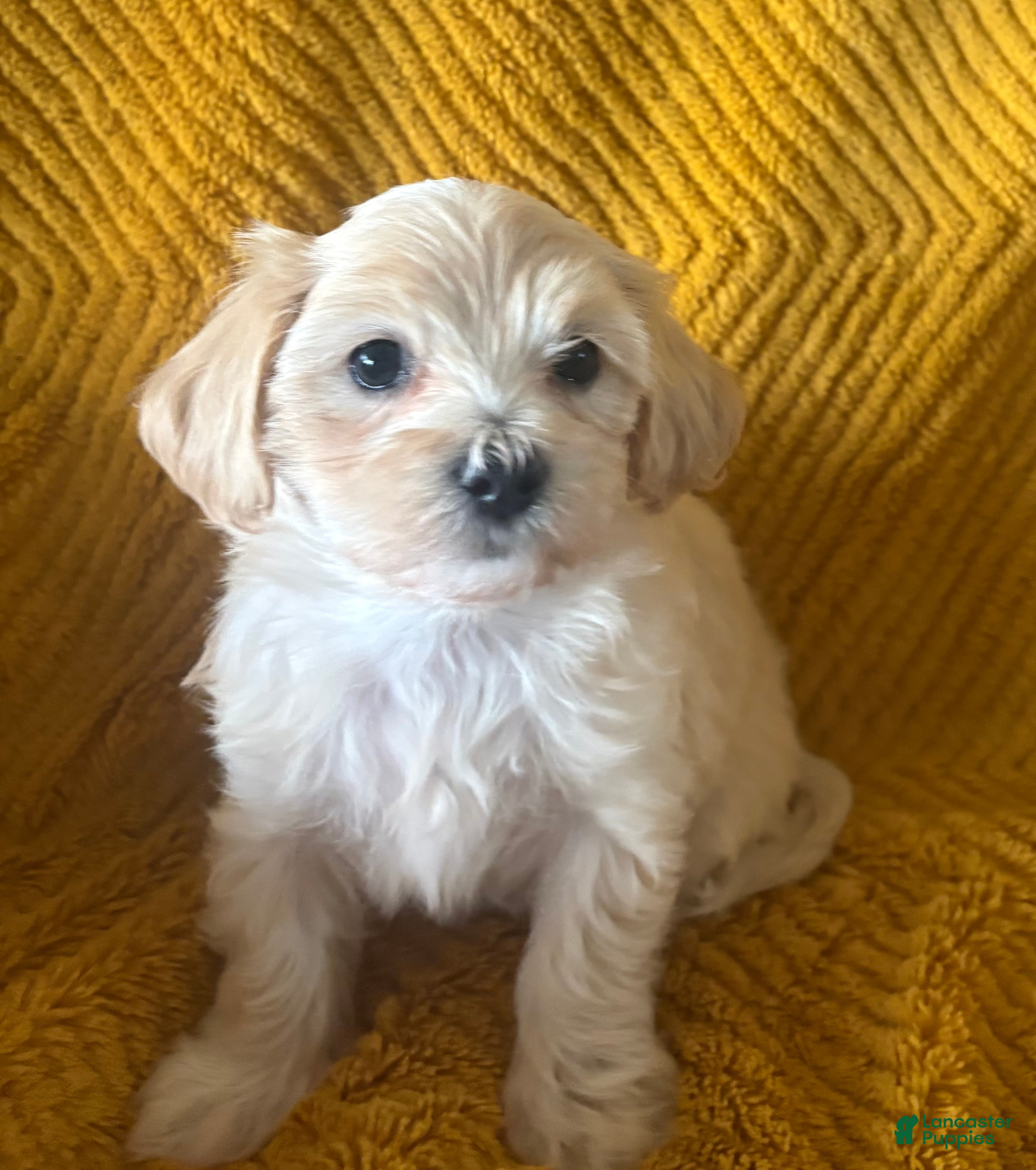 Maltipoo dogs Cookie - Ad 2