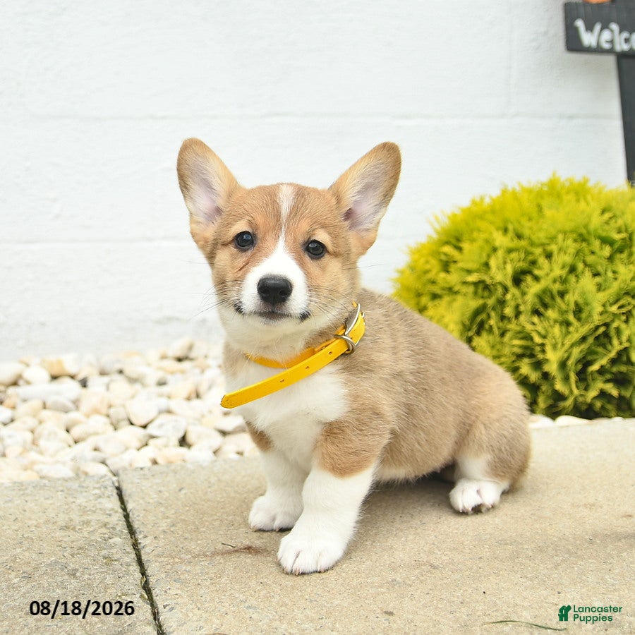 Welsh Corgi Pembroke dogs Bonnie  - Ad 1