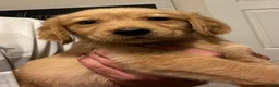 Golden Retriever dogs for sale: Golden Retriever 2 - Ad 3
