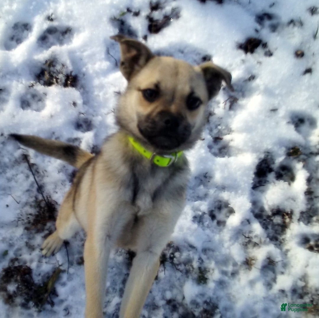 Mixed Breed dogs for sale: Bandit - Ad 21