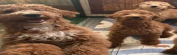 Goldendoodle dogs for sale: Sunny  (Goldendoodle 🐕)  - Ad 20