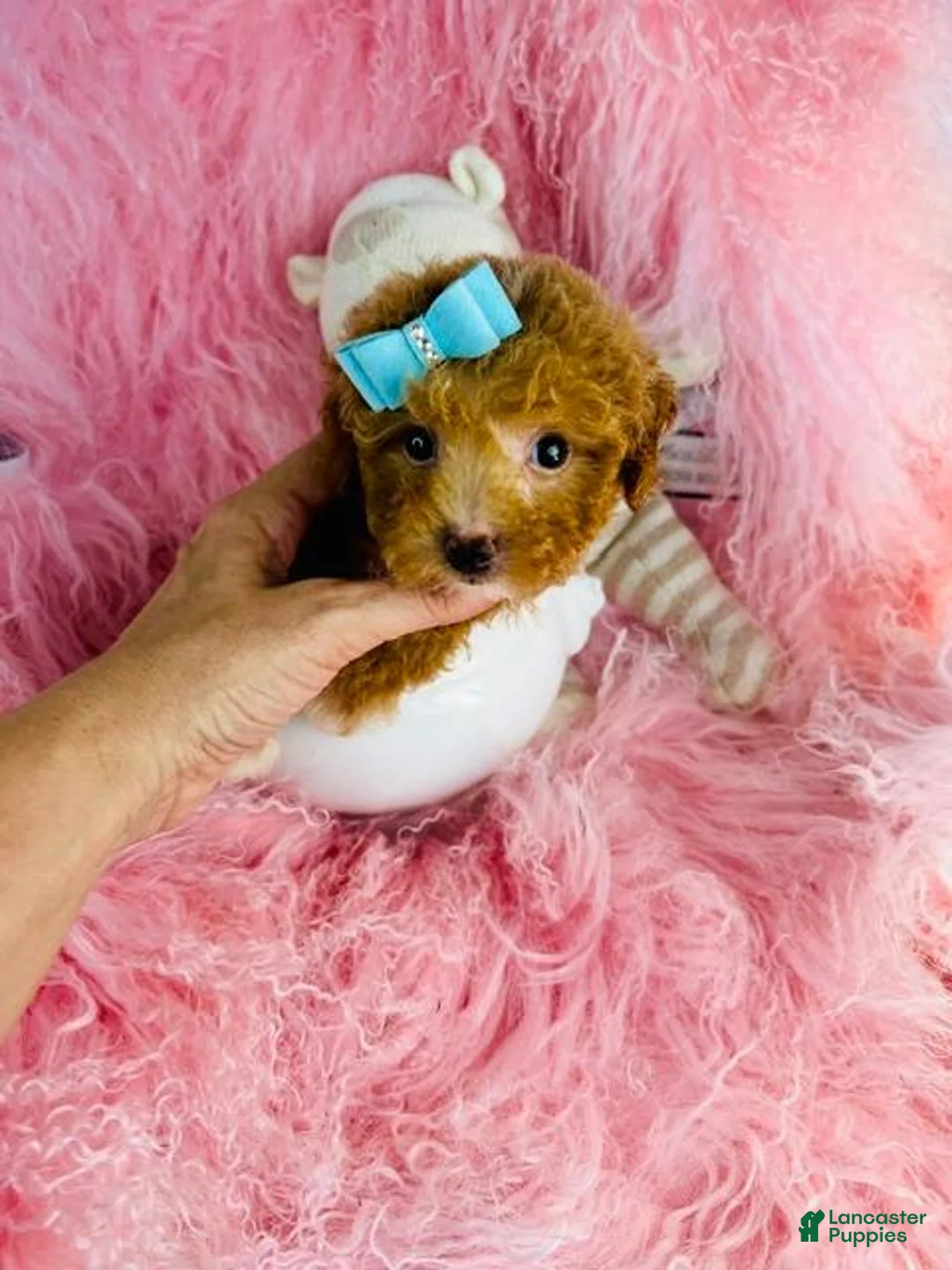 Toy Poodle dogs for sale: Toy Poodle 1 - Ad 1