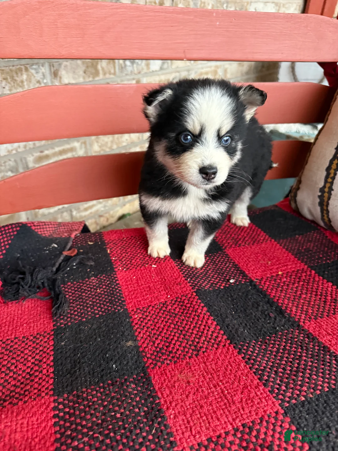 Pomsky dogs for sale: Palmer - Ad 2