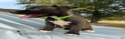 Pitsky dogs for sale: Angel - Ad 2