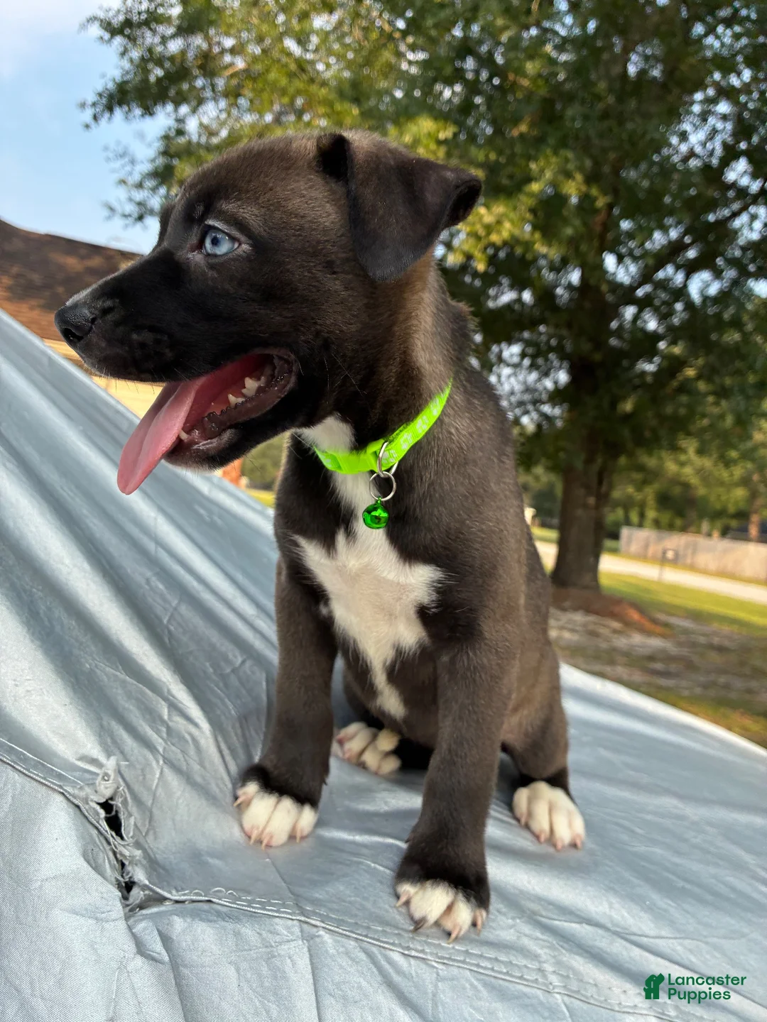 Pitsky dogs for sale: Angel - Ad 2