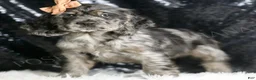 Cocker Spaniel dogs for sale: Fiona - Ad 4