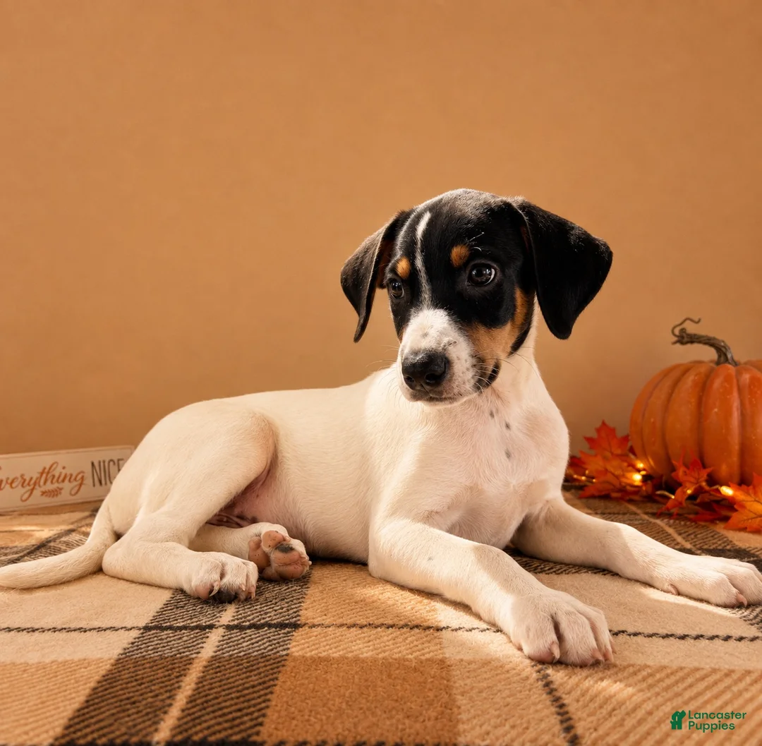 Mixed Breed dogs for sale: Tod - Ad 4