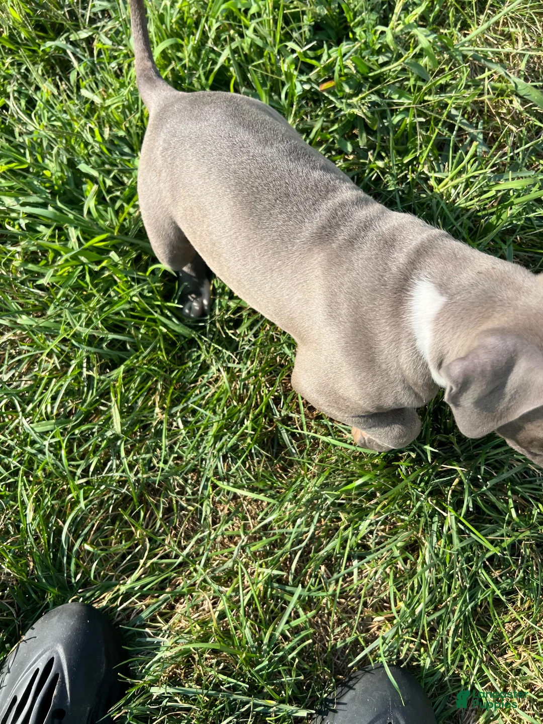 American Bully dogs for sale: American Bully 2 - Ad 2