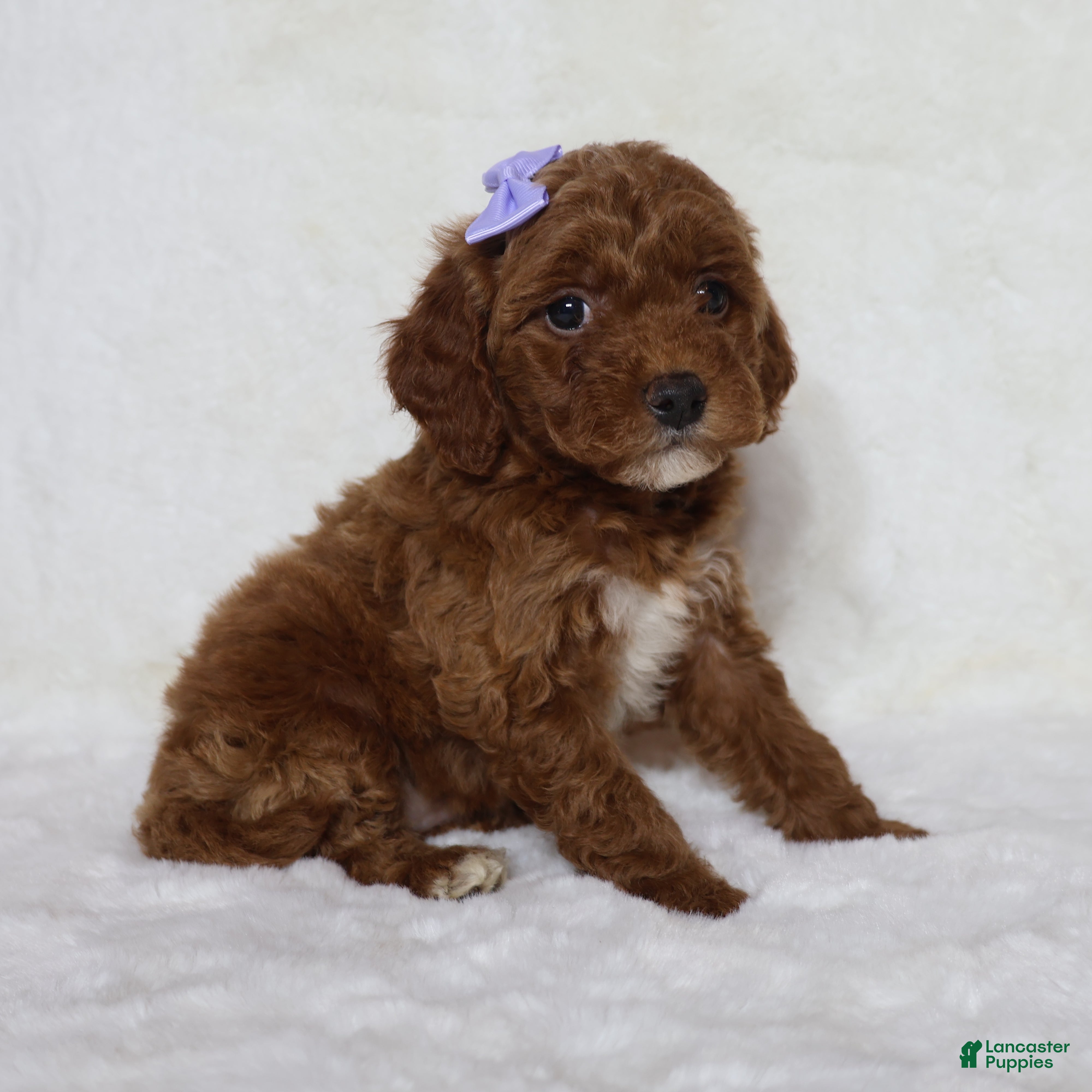 Mini Goldendoodle dogs Molly - Ad 2