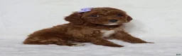 Mini Goldendoodle dogs for sale: Molly - Ad 2