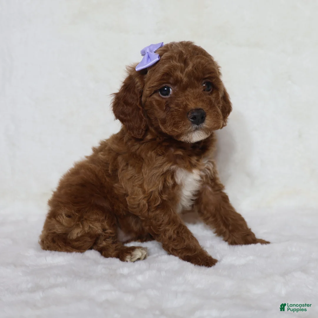 Mini Goldendoodle dogs for sale: Molly - Ad 2