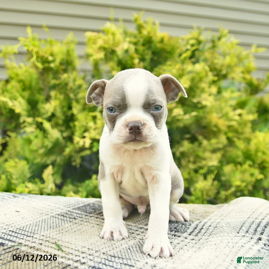 Boston Terrier dogs for sale: Biscuit  - Ad 3