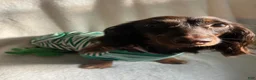 Miniature Dachshund dogs for sale: Reptar - Ad 6