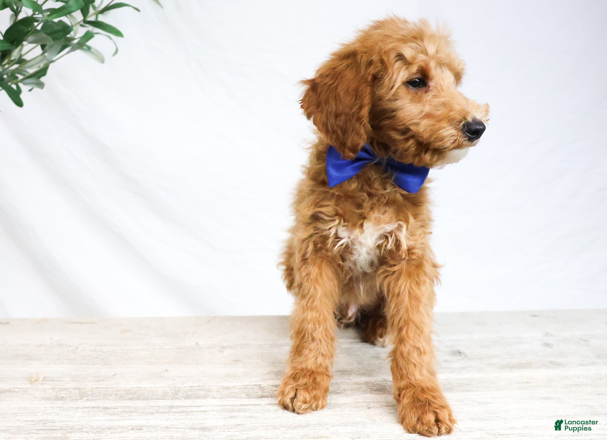 Goldendoodle dogs DRACO - Ad 28