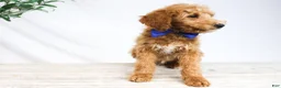 Goldendoodle dogs for sale: DRACO - Ad 1