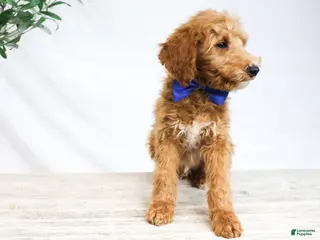 Goldendoodle dogs DRACO - Ad 28