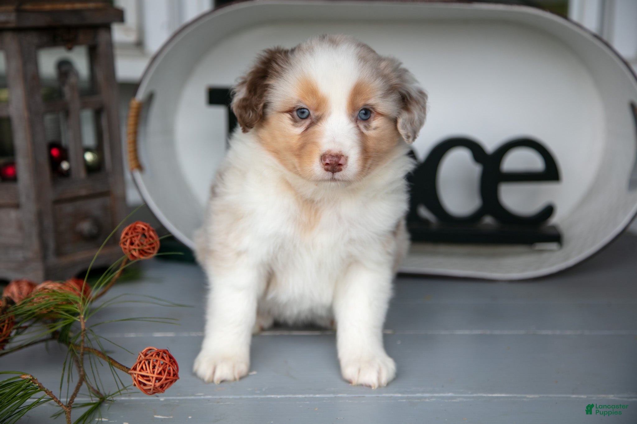 Australian Shepherd dogs Misty - Ad 2
