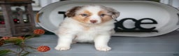 Australian Shepherd dogs for sale: Misty - Ad 2
