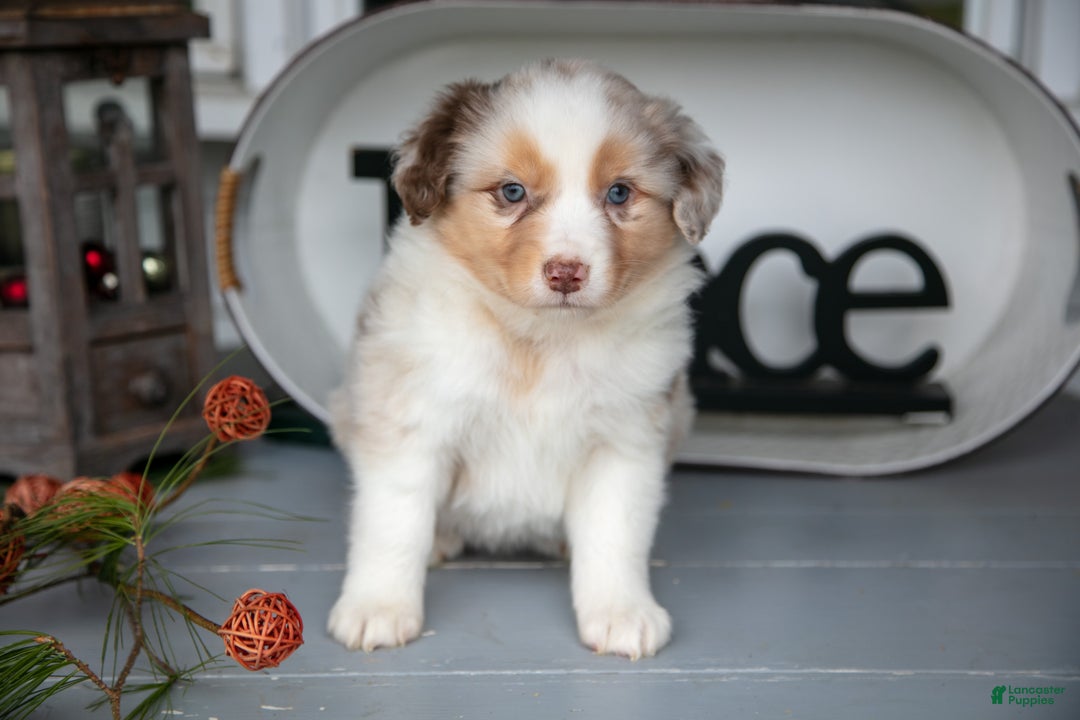 Australian Shepherd dogs for sale: Misty - Ad 2