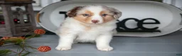 Australian Shepherd dogs for sale: Misty - Ad 2