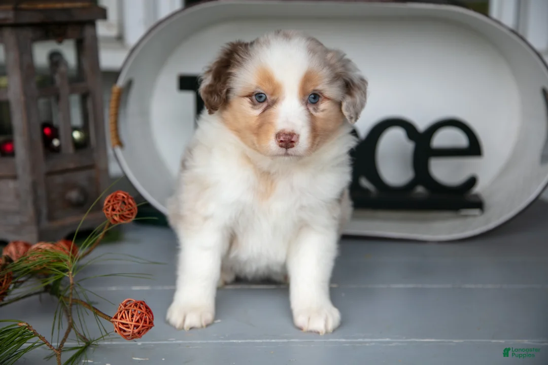Australian Shepherd dogs for sale: Misty - Ad 2