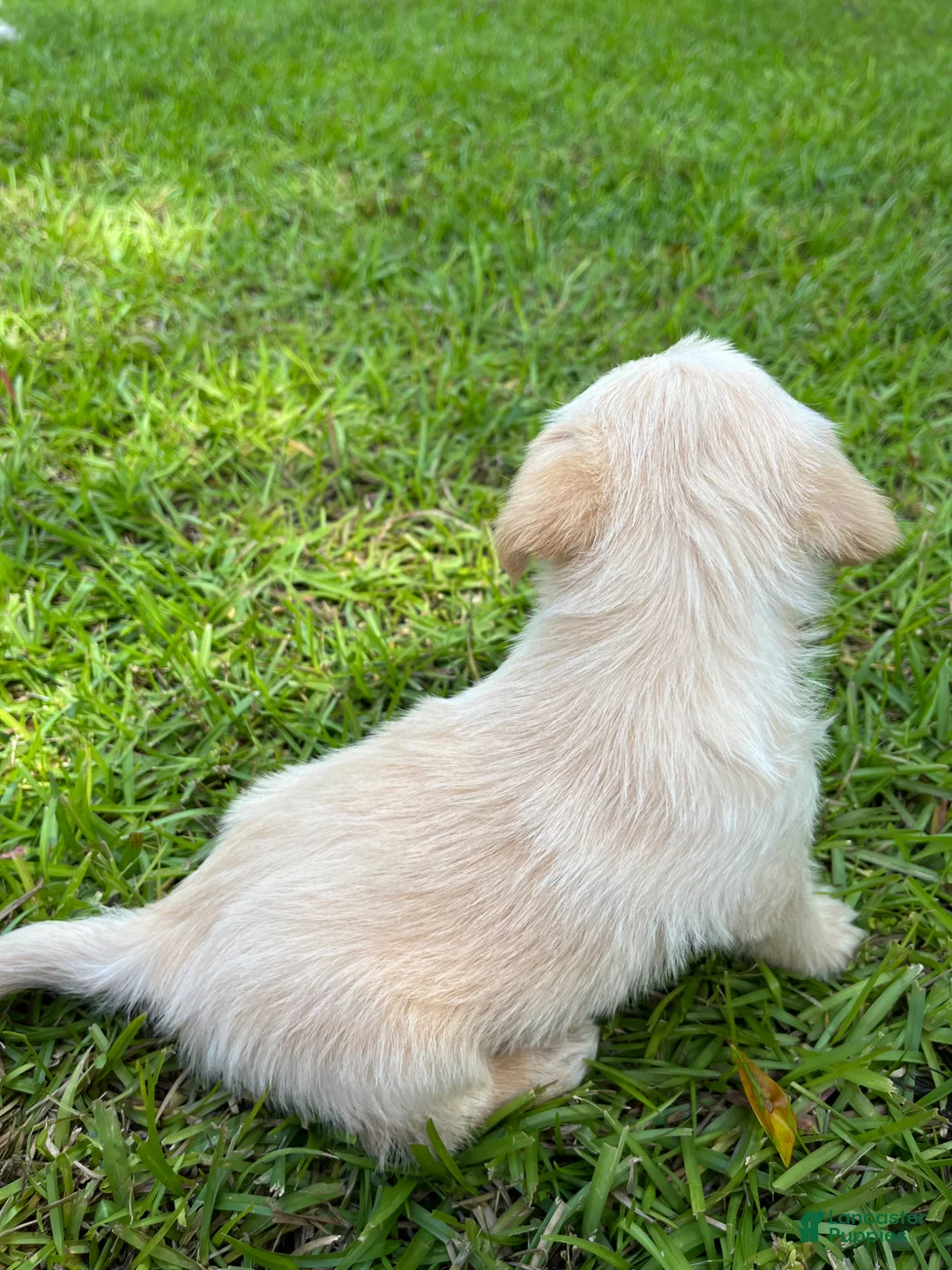 Westiepoo dogs for sale: Otis  - Ad 1