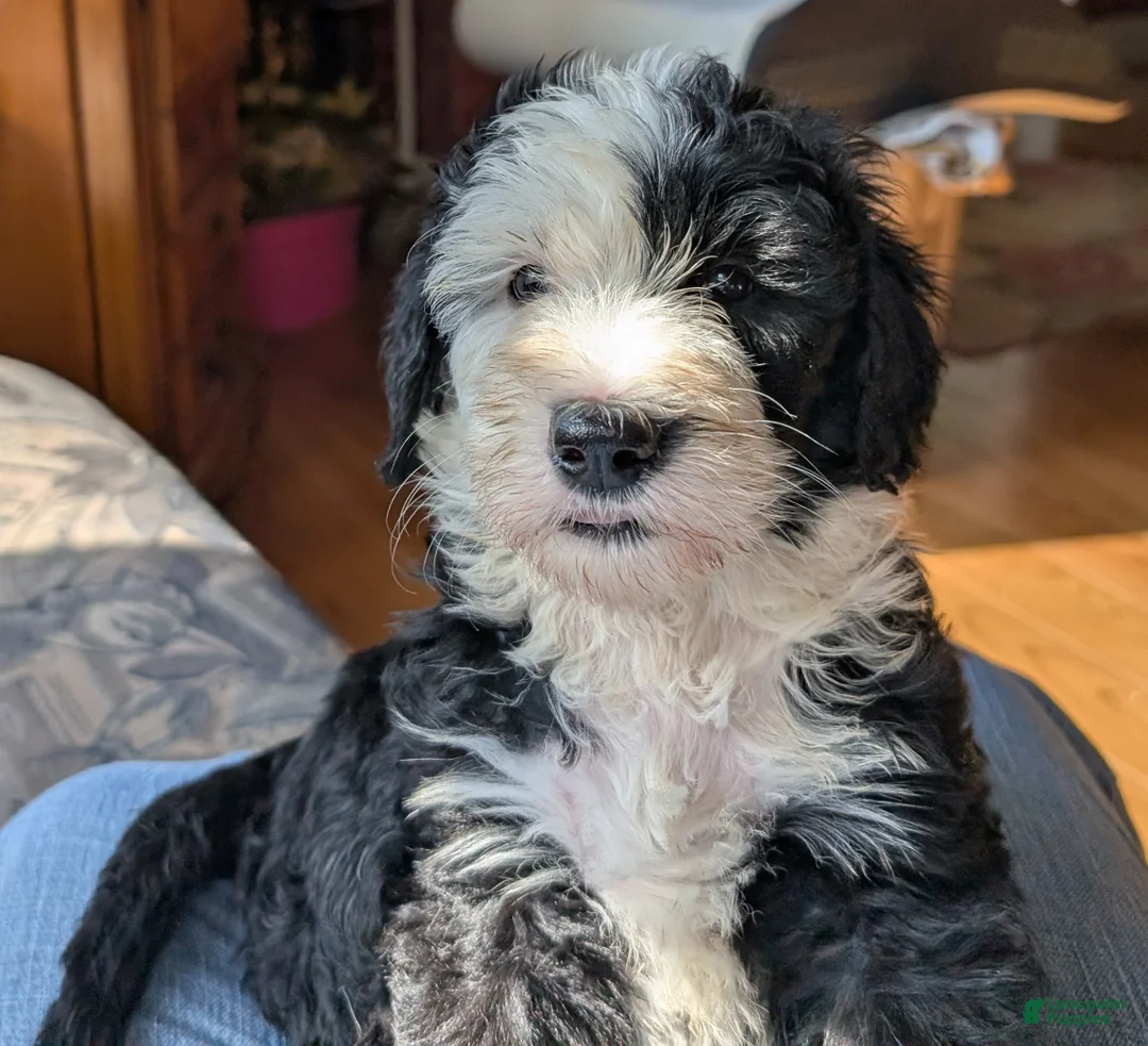 Sheepadoodle dogs for sale: Sheepadoodle Puppy 4 - Ad 1