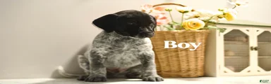 Bandit 