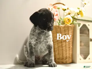 Mixed Breed dogs for sale: Bandit - Ad 4