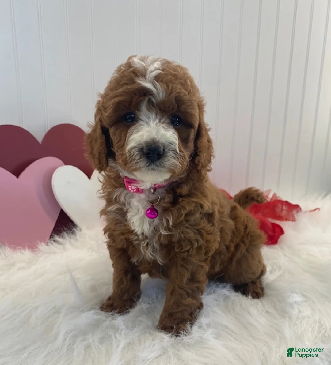 Cavapoo dogs for sale: Daisy - Ad 4