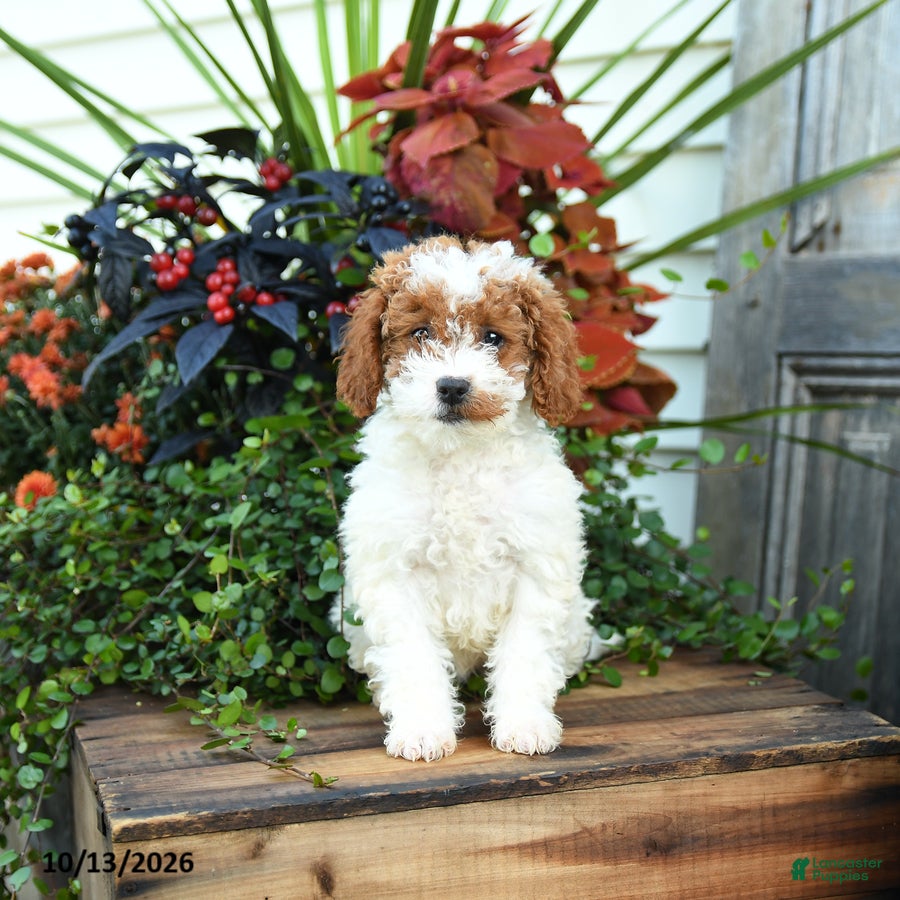 Goldendoodle dogs Genevive - Ad 2