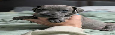 Scout - Female 