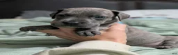 Great Dane dogs for sale: Scout - Female  - Ad 1