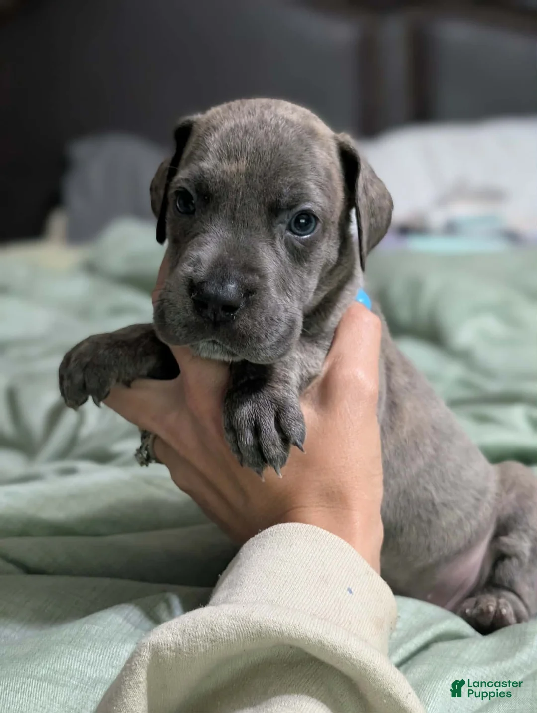 Great Dane dogs for sale: Scout - Female  - Ad 1