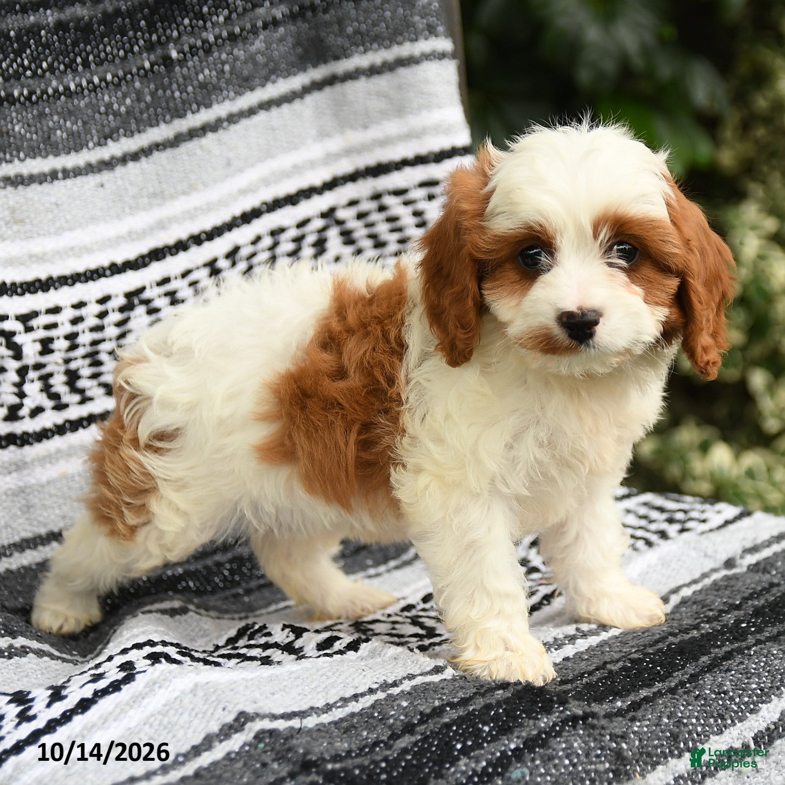 Cavapoo dogs for sale: Coral - Ad 2