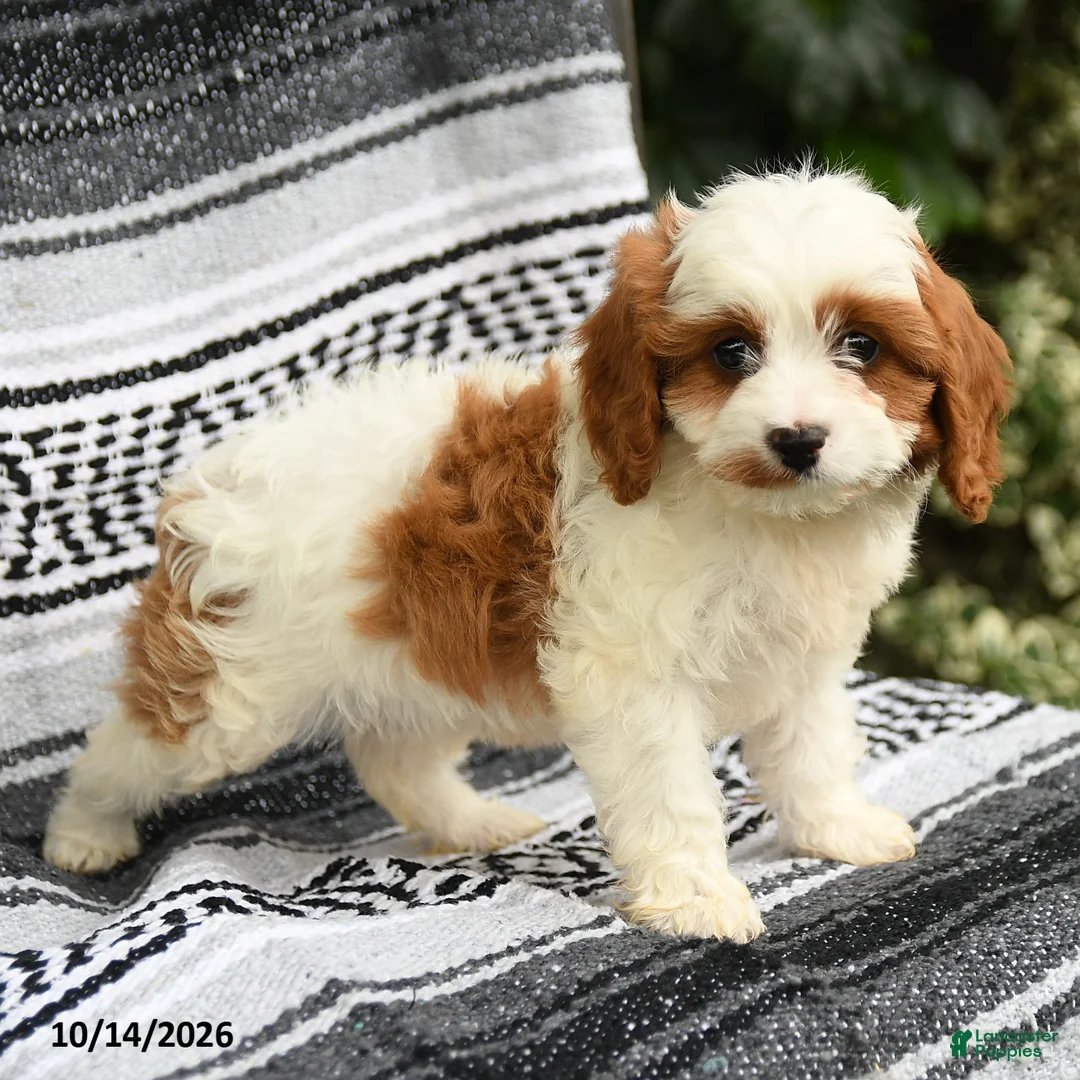 Cavapoo dogs for sale: Coral - Ad 1