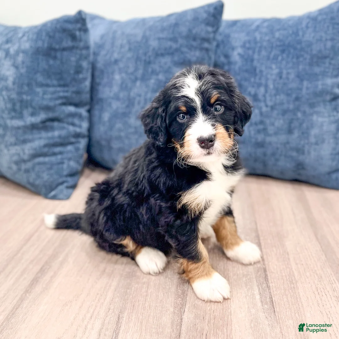 Mini Bernedoodle dogs for sale: Jordan - Ad 1