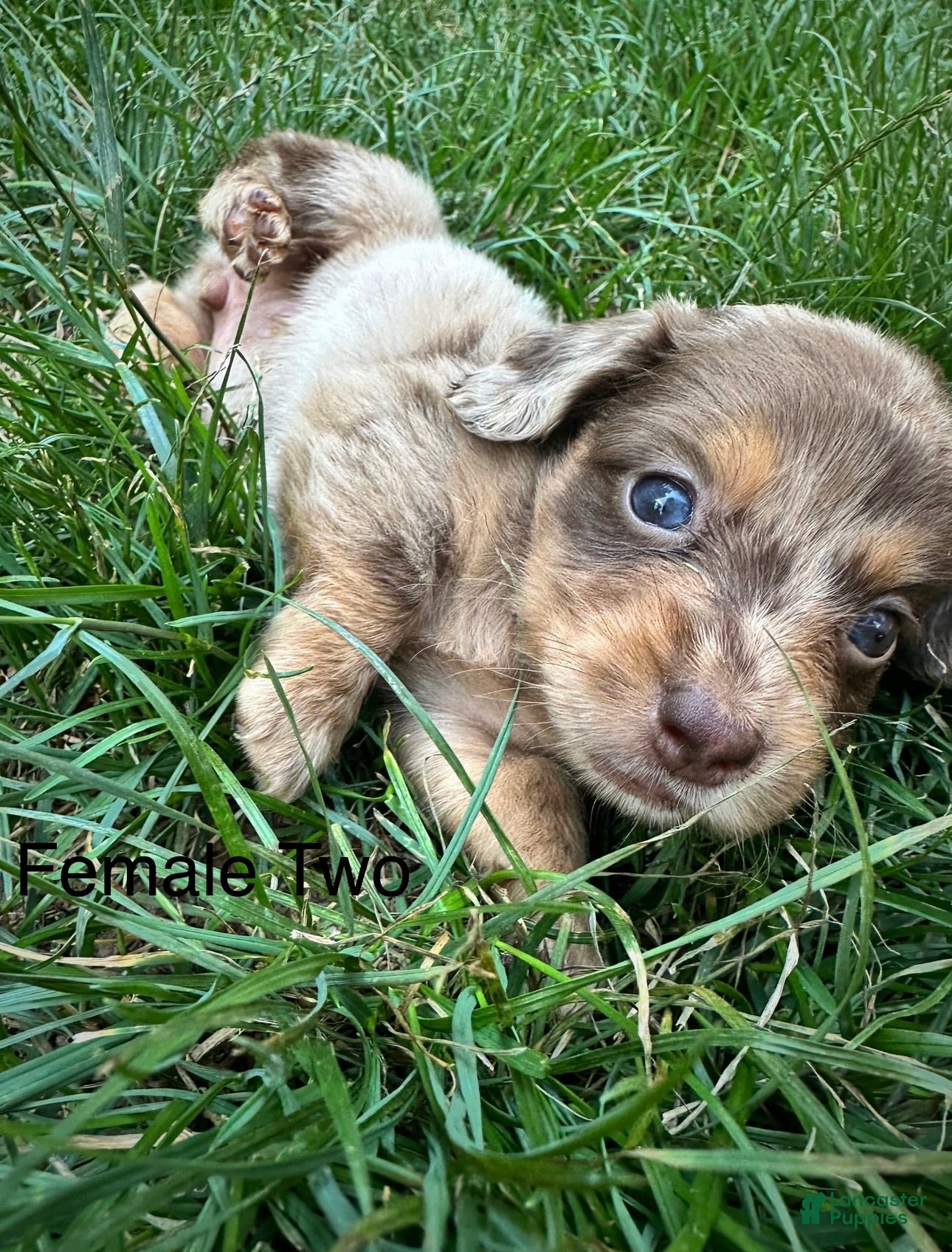 Dachshund dogs Female Two - Ad 1