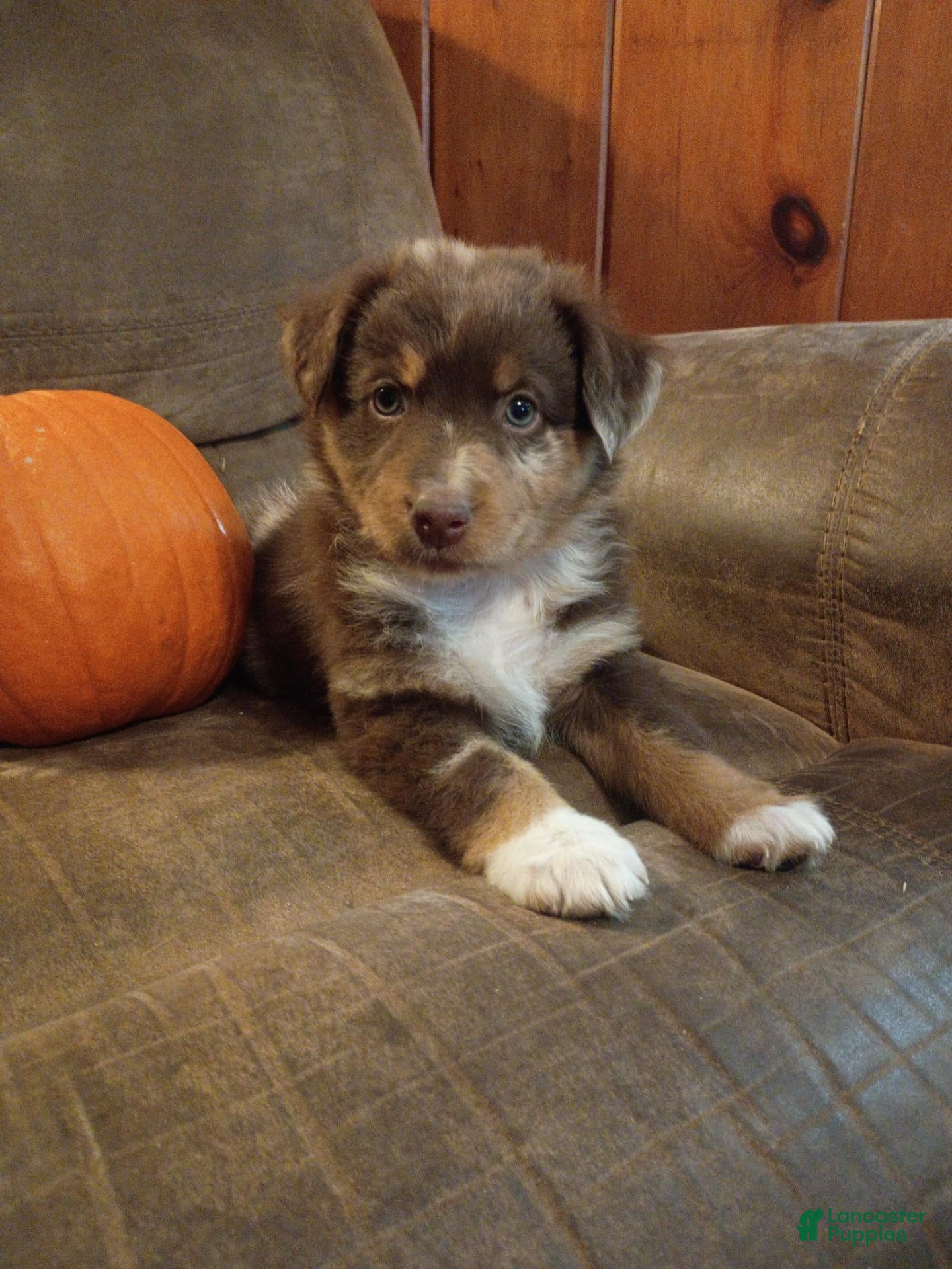 Australian Shepherd dogs for sale: Hazel - Ad 36