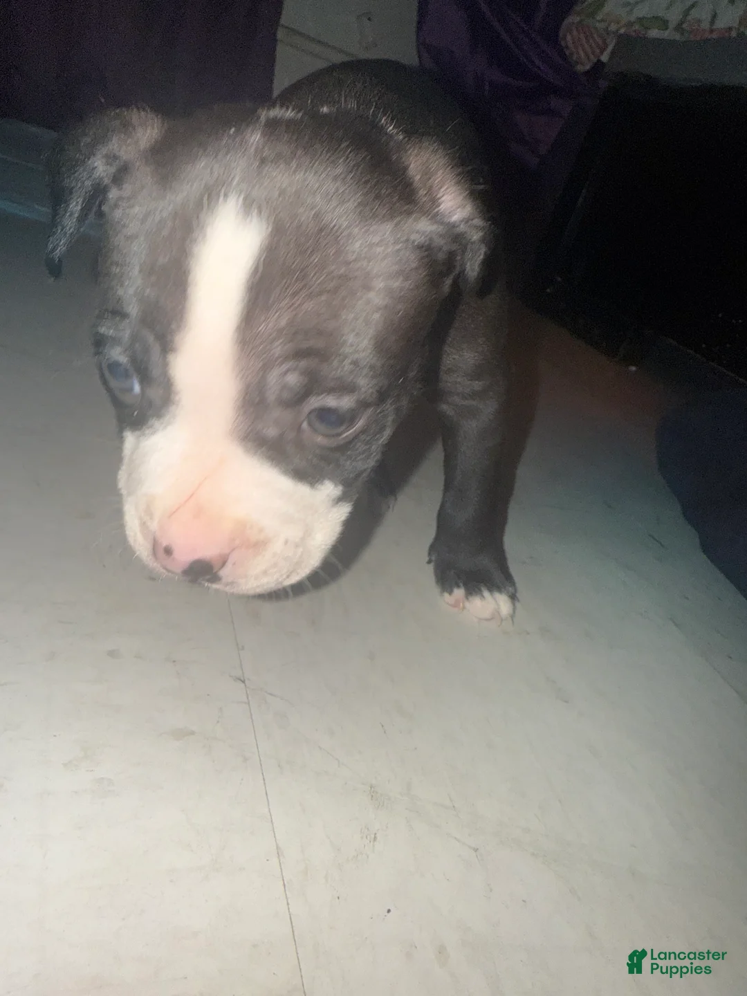American Pit Bull Terrier dogs for sale: Racks - Ad 5