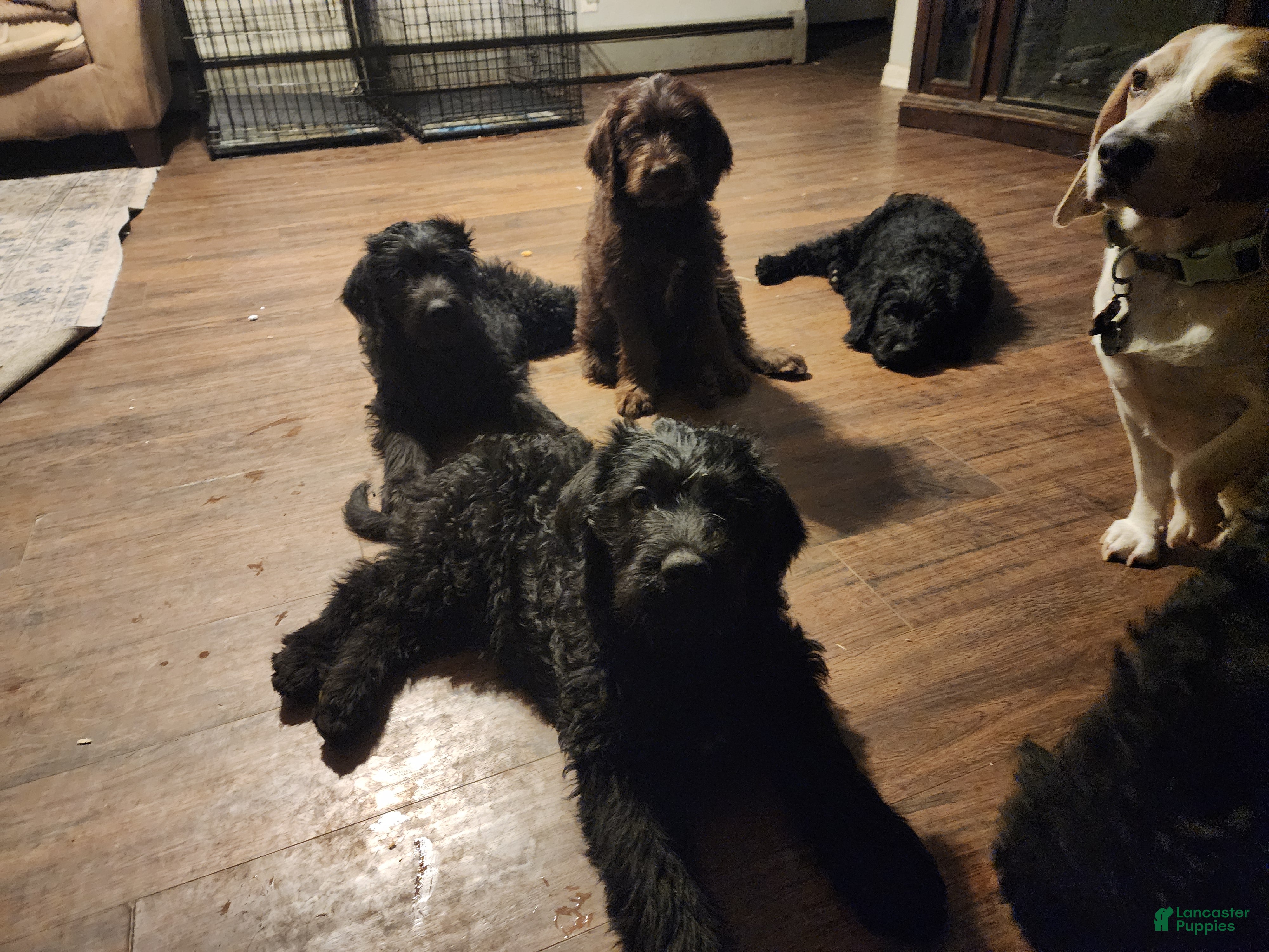 Labradoodle dogs for sale: Labradoodle purple collar - Ad 2